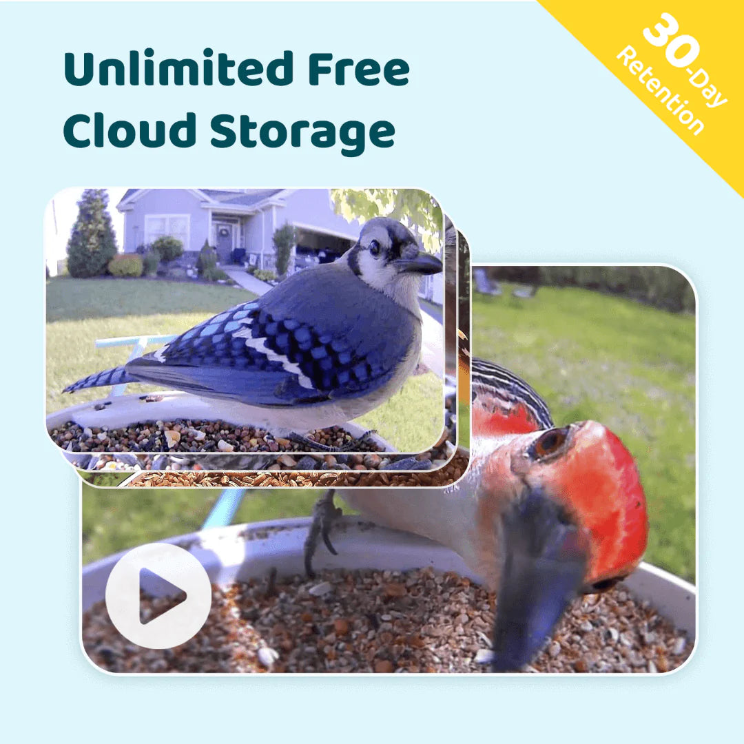Smart Bird Feeder with Camera – AI-Powered Bird Watching Made Easy